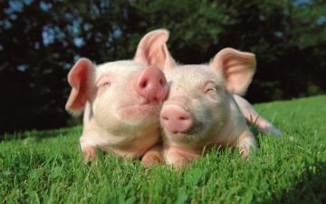 Pig Wallpaper Top Background