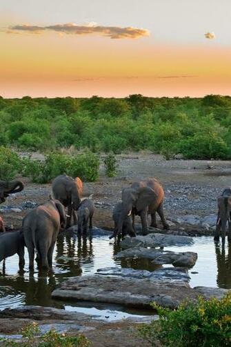 Sunset With Elephants iPhone HD Wallpaper