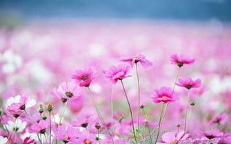 Flower Field Wallpaper Desktop Wallpaers