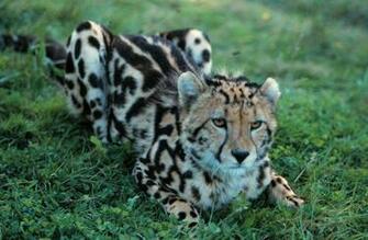 King Cheetah And Image Pictures Becuo