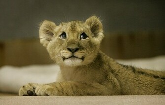 Lion Cubs Cute Amazing Wallpaper