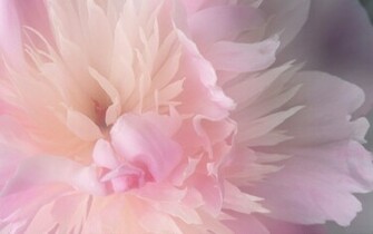 Wallpaper Zone Pink Flower Hq