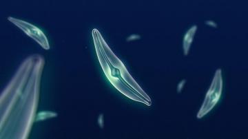 Nasa Viz Dwindling Diatoms