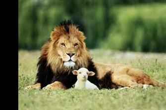 Lion And Lamb Wallpaper