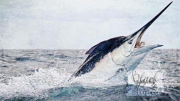 Bies Bmfb Desktop Wallpaper Black Marlin