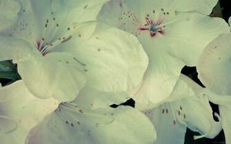 Wallpaper Vintage Flowers HD Background Desktop