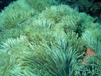 Wallpaper Sea Life Image And Animal Desktop Background