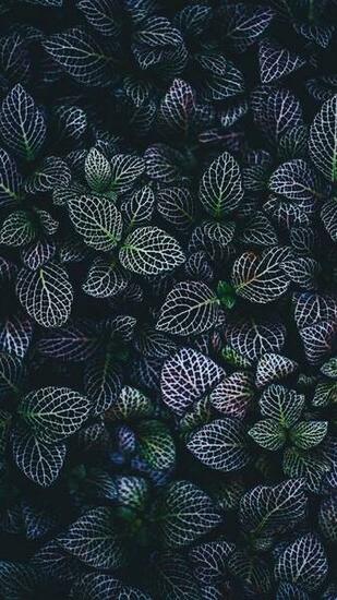 Super Pretty iPhone X Wallpaper