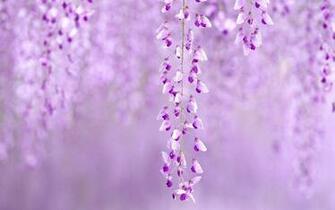 An Upright Of Tiny Flowers Growing Along Thin Branches
