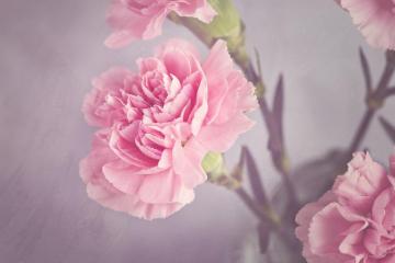 Pink Carnation Flower Image For