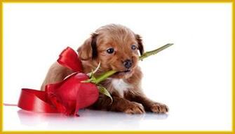 Puppy Valentine Wallpaper