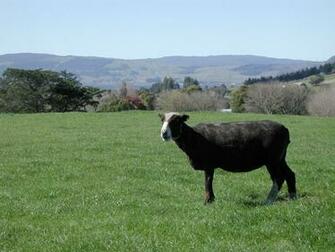 File Black Sheep On Paddock With Lake Rotorua In The Background