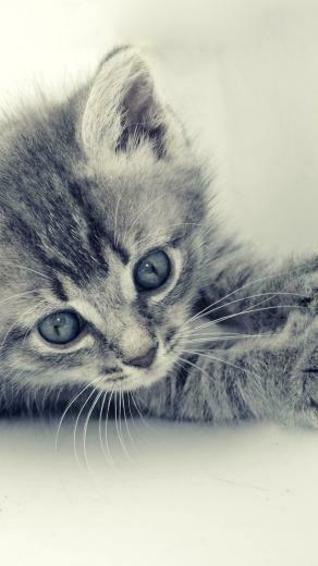 Funny Cat iPhone Wallpaper Cute