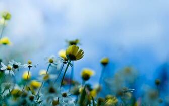 Your Query Yellow Flower Flowers Background Wallpaper Paint