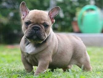 Cute French Bulldog Dog HD Wallpaper