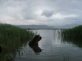 Swamp Scenes Related Keywords Suggestions Long Tail