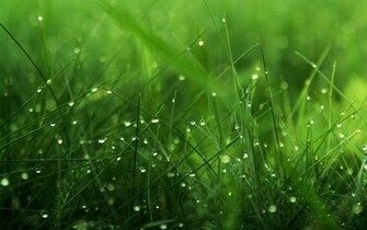 Grass Blades HD Wallpaper Theme Bin Customization
