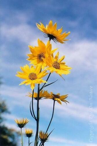 Wallpaper For Desktop Background Sunny Sky