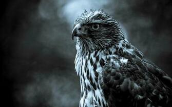 Eagle Eye X