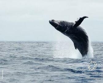 Ocean Conservancy Desktop Wallpaper