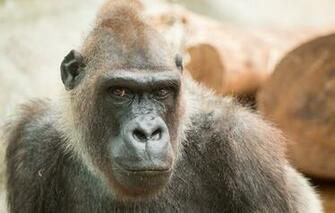 Wallpaper Gorilla Background Animals