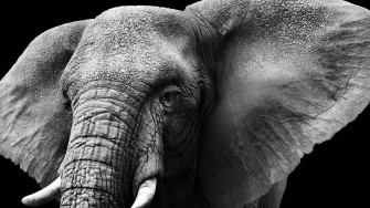 Top Elephant Wallpaper Full HD 4k To Use