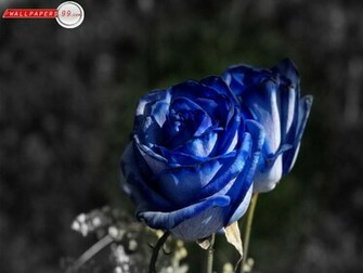 Rose Wallpaper Blue HD