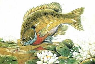 Water Fishes Bluegill Artwork Painting Underwater Wallpaper Background