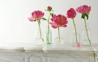 Peony Wallpaper Px HDwallsource