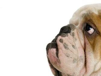 Bulldog Wallpaper