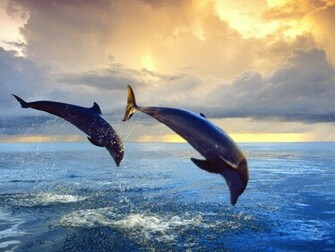 Beautiful Nature Image Animals Wallpaper Photos