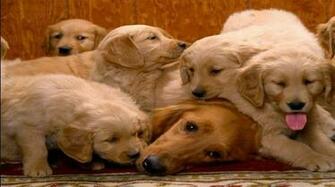 Cat And Dog Screensaver Descargar Gratis
