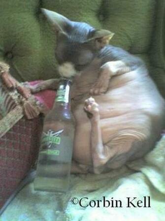 Funny Ugly Cats Funnypica Top Of Most Ugliest