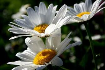 Colors White Daisy Wallpaper