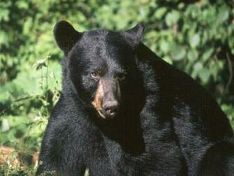 Black Bear Cool Wallpaper