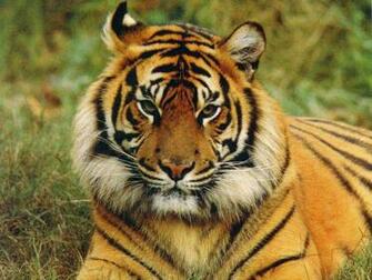 Bengal Jpg Bytes