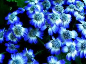 Blues Blue Roses Flowers And Midnight