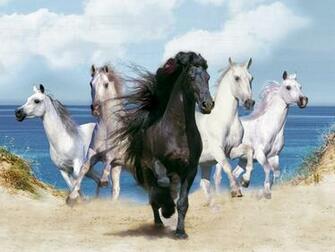 Running Horses Horse HD Beautiful Cool Wallpaper Desktop