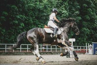 Horse Image HD Pictures Photos
