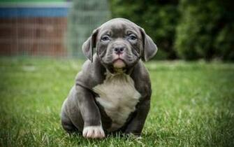 Wallpaper 4k Pocket American Bully Lawn Puppy Gray