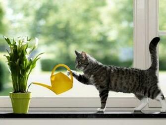 April Fool Day With Cat Wallpaper For Desktop Get