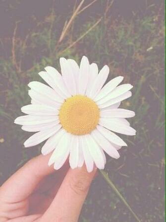Daisy Flowers Wallpaper