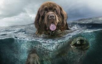 Dog Breeds Desktop Wallpaper At Wallpaperbro
