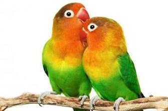 Love Bird Wallpaper