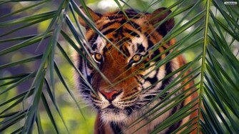 Youwall Tiger Face Wallpaper