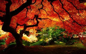 Trees HD Wallpaper And Background