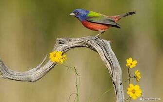 Wallpaper Animal Spring Flowers And Birds