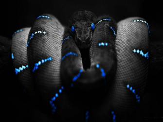 HD Anaconda Wallpaper