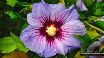 Hibiscus Flower Wallpaper