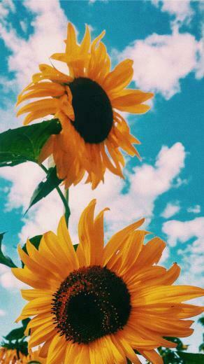 Sunflowers Always Remind Me Of Hot Days In Spain With Image